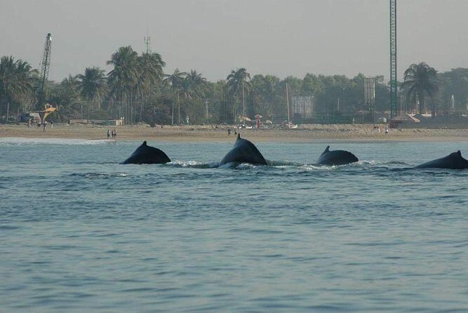 Whale watching tour - What’s Included On Board (and What You Need to Plan for)