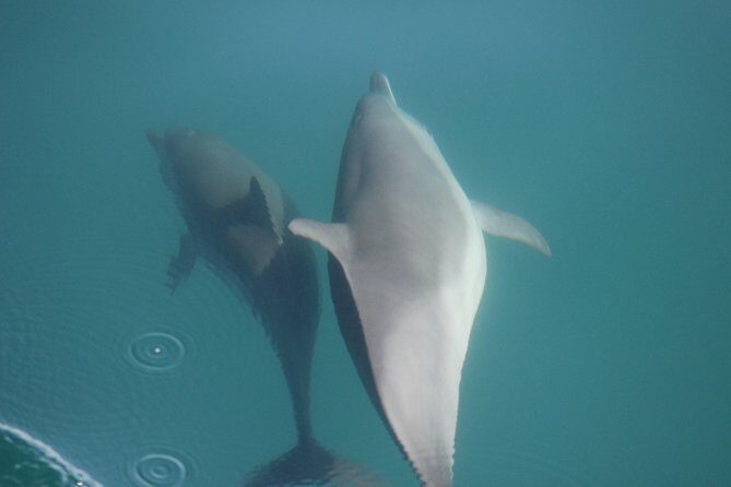Wild Dolphin Encounter in Puerto Vallarta - Small Group Size and the 9:00 AM Meeting Point That Keeps Your Day Tight