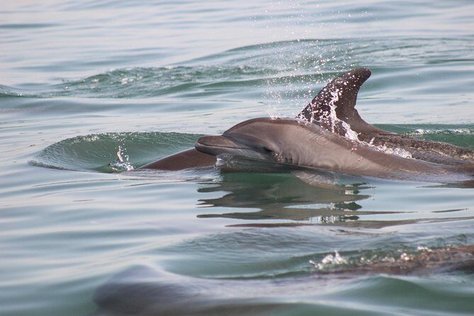 Wild Dolphin Encounter in Puerto Vallarta - What the 4-Hour Flow Feels Like: Observe, Swim Nearby, Eat, Repeat