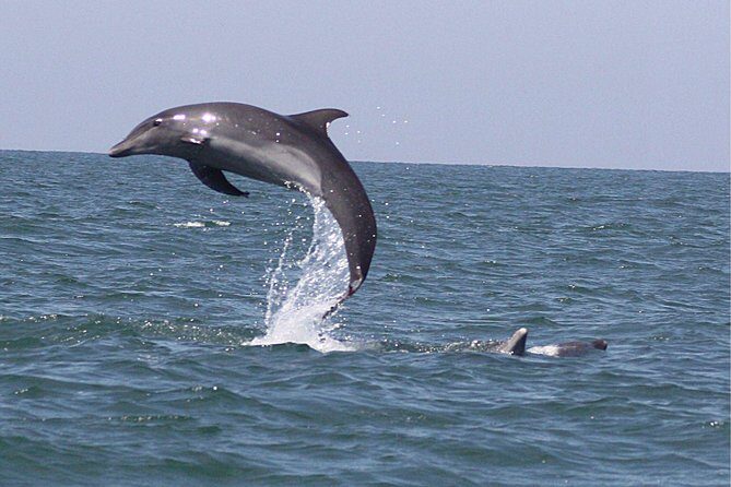 Wild Dolphin Encounter in Puerto Vallarta - Snorkeling Gear and Water Comfort: What’s Included, What You Should Plan For