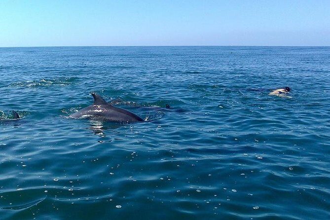 Wild Dolphin Encounter in Puerto Vallarta - Price and Value: Is $110 Worth It Here?