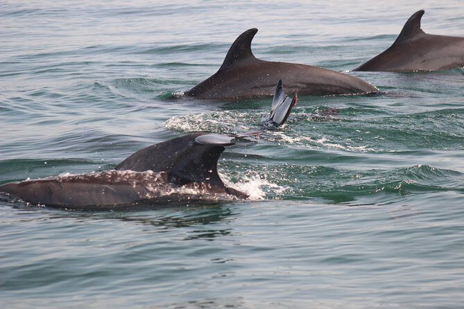 Wild Dolphin Encounter in Puerto Vallarta - Who This Is Perfect For (and Who Should Rethink It)