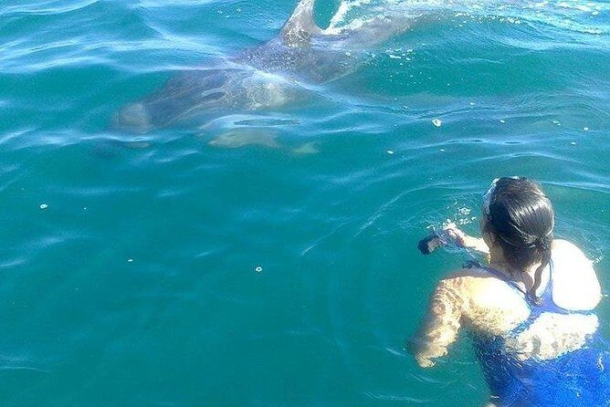 Wild Dolphin Encounter in Puerto Vallarta - Weather, Dolphins, and Real-World Flexibility