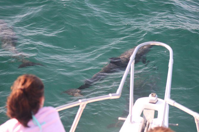 Wild Dolphin Encounter in Puerto Vallarta - The Marine Biologist and the Hydrophone: Why This Is More Than a Swim
