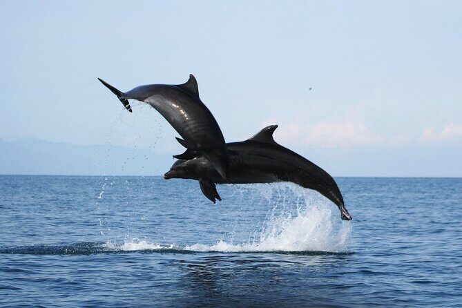 Wild Dolphin Encounter & Snorkeling Adventure - Getting Started at Ecotours Vallarta in Marina Vallarta
