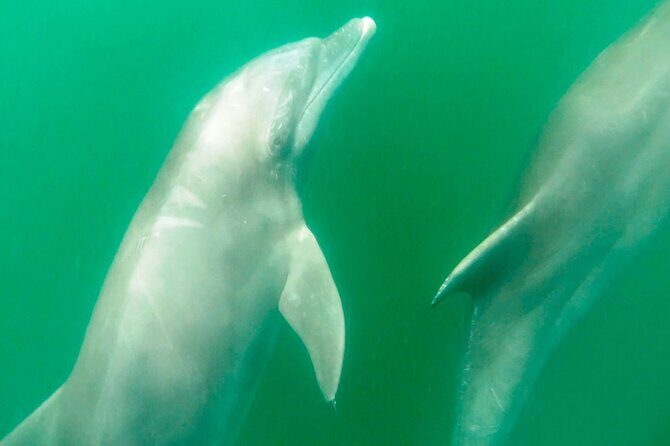 Wild Dolphin Encounter & Snorkeling Adventure - Snorkeling at Los Arcos de Mismaloya: Pretty Views, Real Ocean Limits