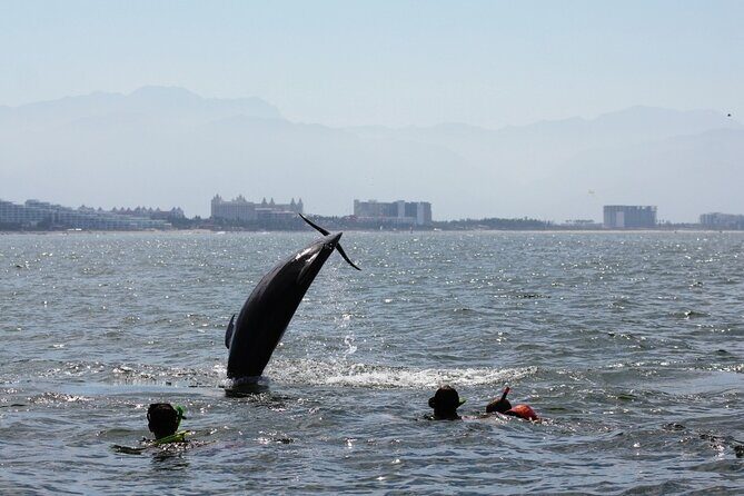 Wild Dolphin Encounter & Snorkeling Adventure - Guides and Captains: The Team Makes the Difference