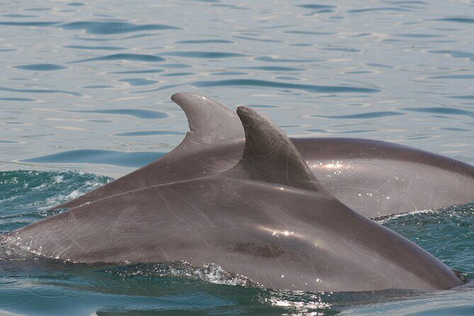 Wild Dolphin Encounter & Snorkeling Adventure - What You’ll Eat and Why This Half-Day Works for Most Schedules