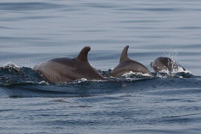 Wild Dolphin Encounter & Snorkeling Adventure - Who This Tour Is Best For (and Who Might Want a Different Option)