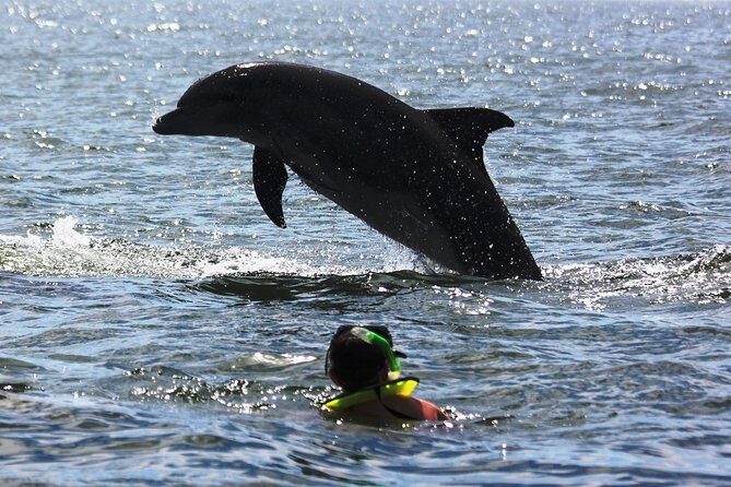Wild Dolphin Encounter & Snorkeling Adventure - Should You Book This Wild Dolphin Encounter and Snorkeling Tour?