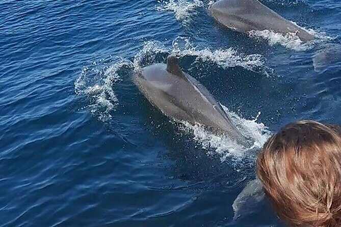Wild Dolphin Encounter & Snorkeling Adventure - The Dolphin Cruise: How You Actually Find the Right Pods